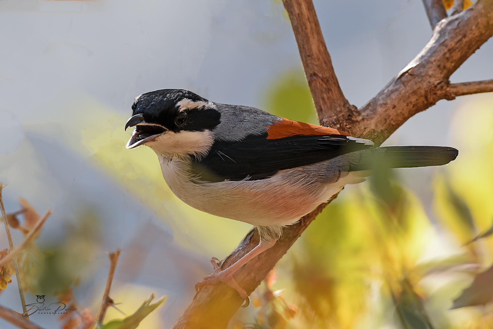 Perching Birds